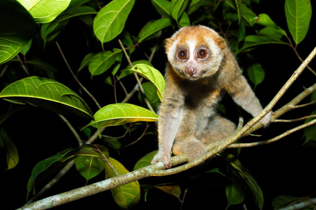 Un loris lento della Sonda, un piccolo primate notturno e velenoso