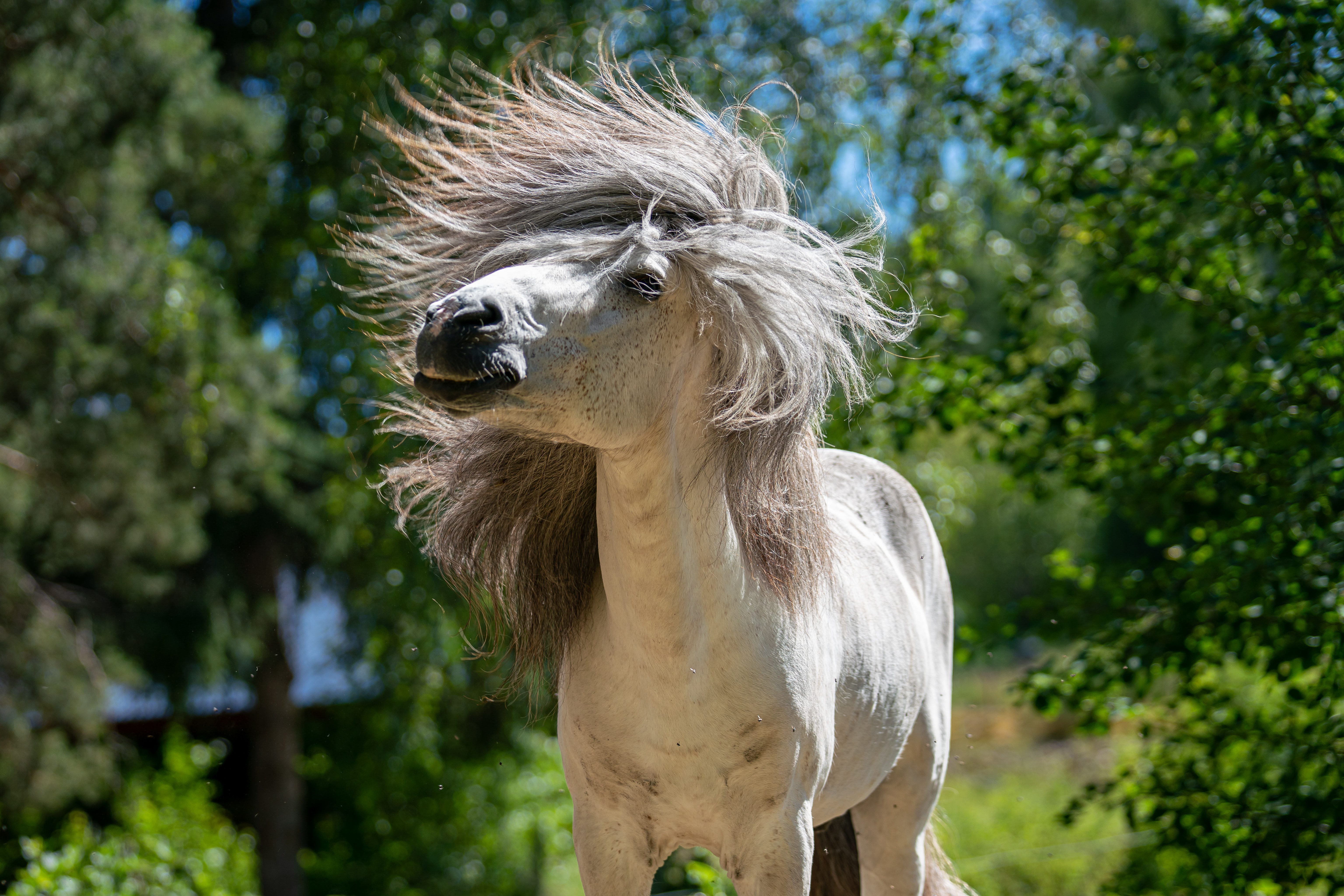 cavallo