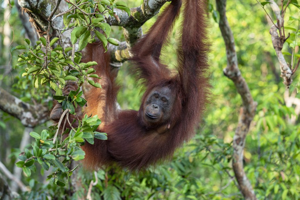 Una femmina di orango del Borneo