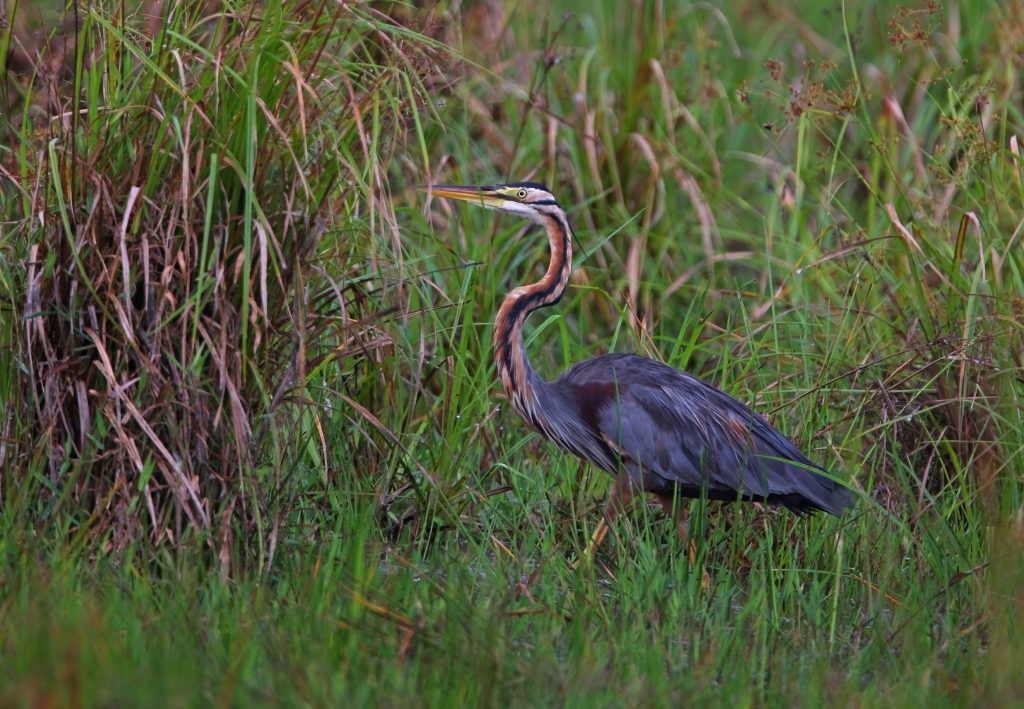 Gli uccelli più grossi, come questo airone rosso (Ardea purpurea), avevano distanze di fuga maggiori