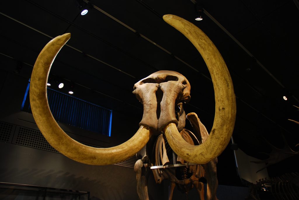 Scheletro di mammut lanoso conservato al museo dell’Università di Zurigo