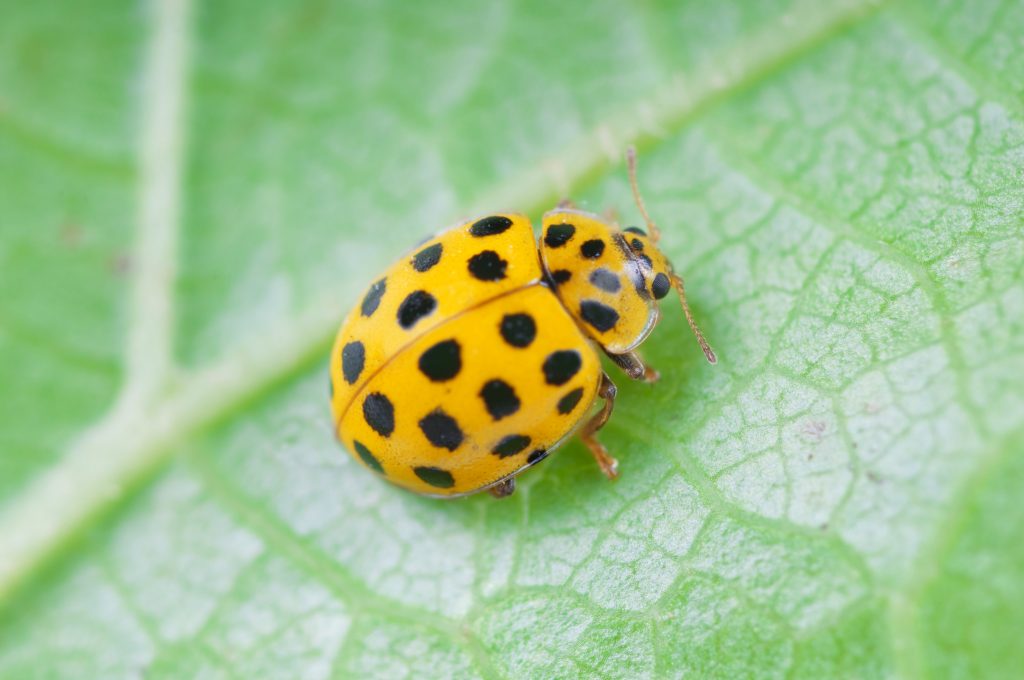 I colori vistosi avvisa i potenziali predatori che non è una buona idea provare a mangiarle