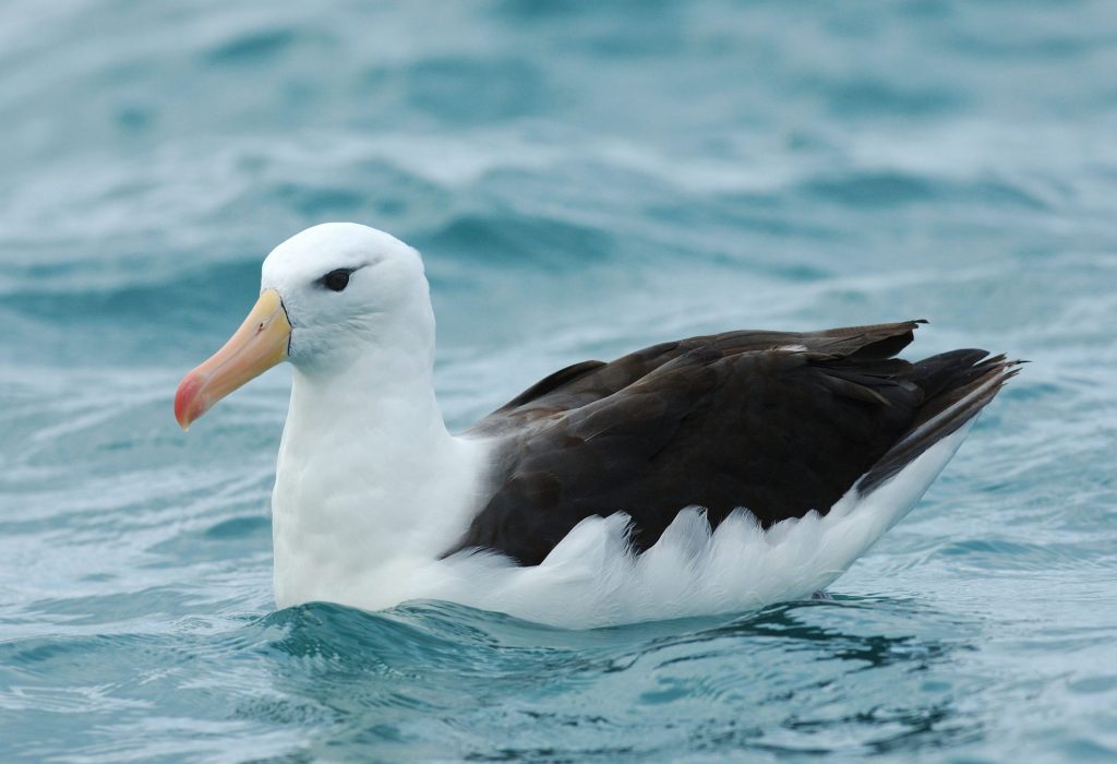 L’albatros sopracciglineri (Thalassarche melanophrys) vive nei freddi mari aperti circumpolare negli oceani meridionali