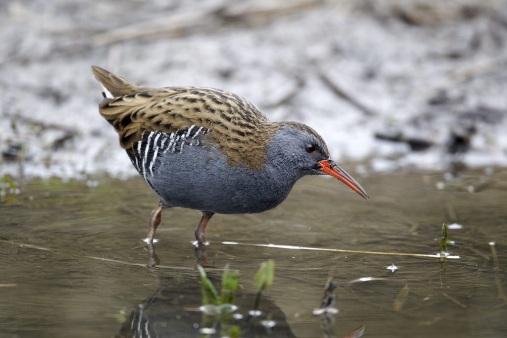 Un porciglione nel suo habitat naturale