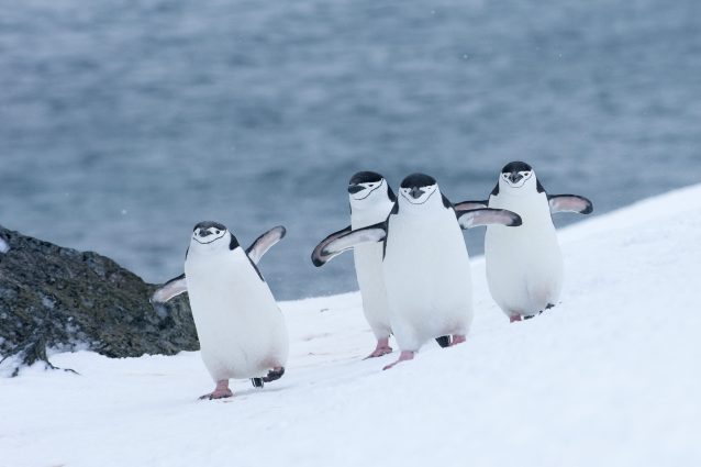 pinguini Antartide