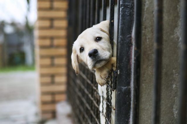 cane