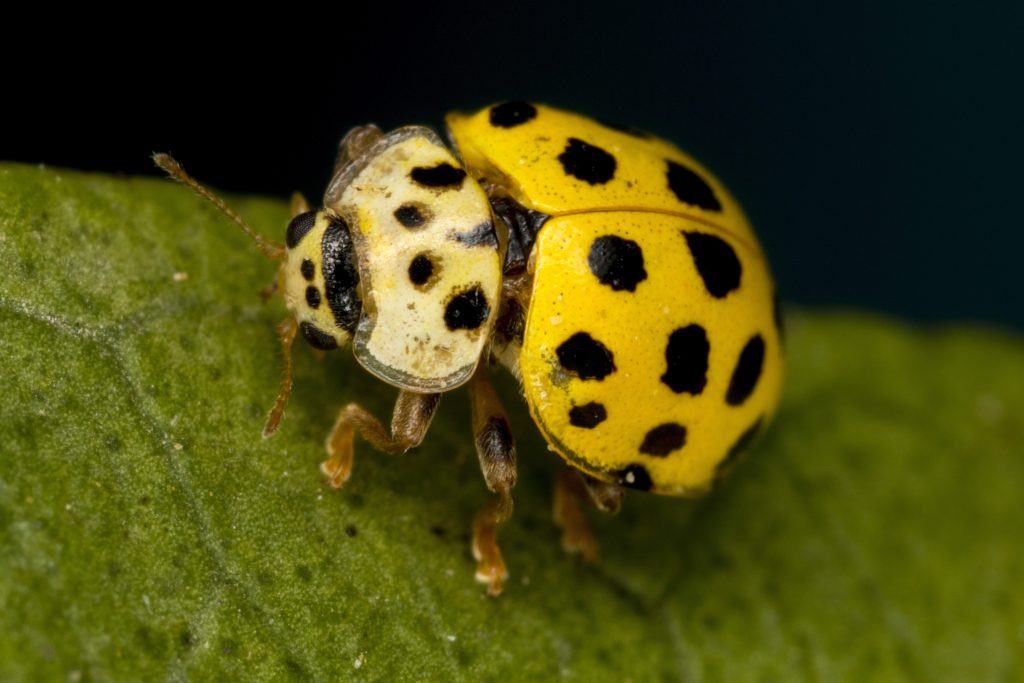 La coccinella gialla dai 22 puntini neri (Psyllobora vigintiduopunctata)