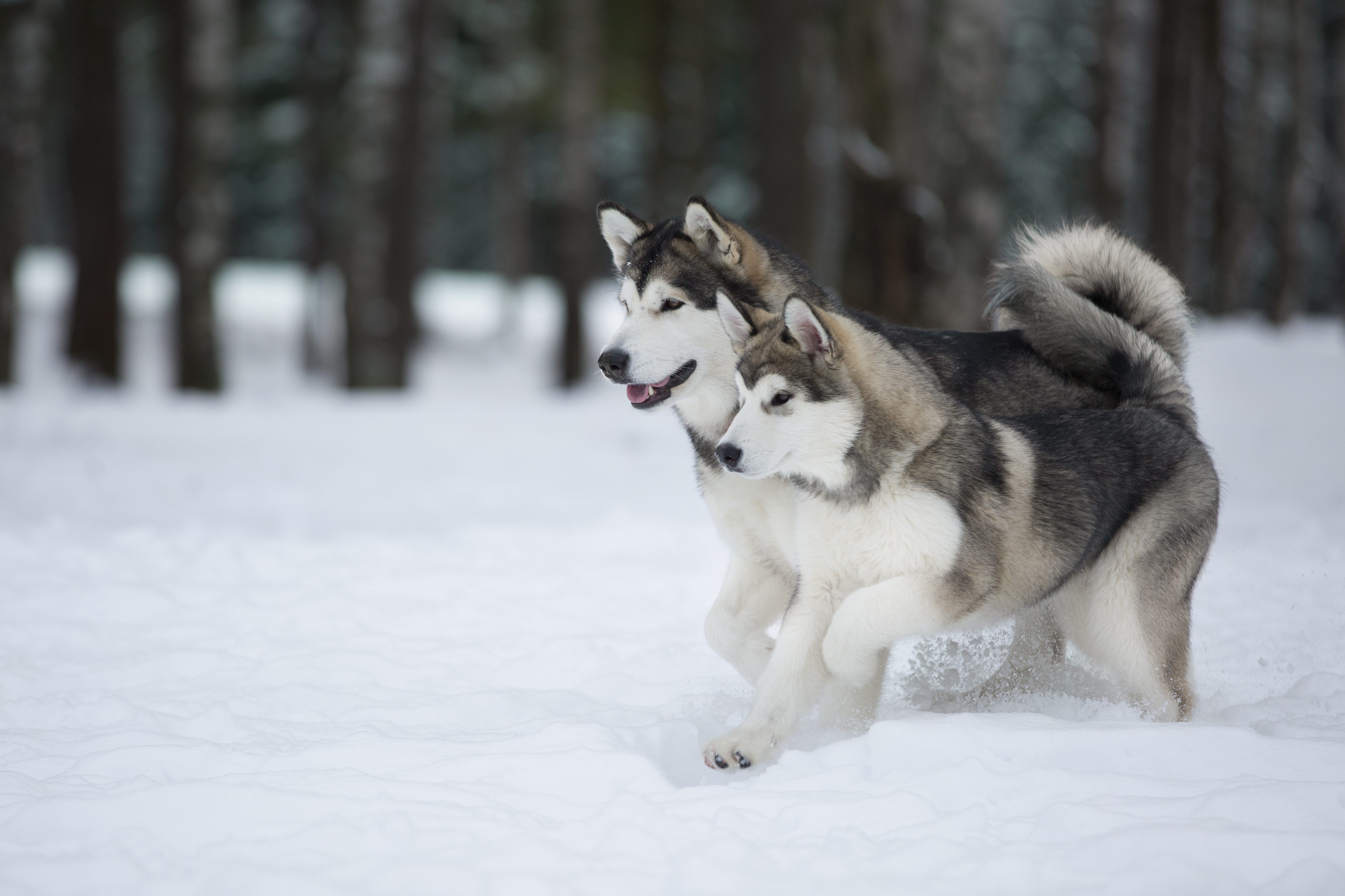 Alaskan Malamute