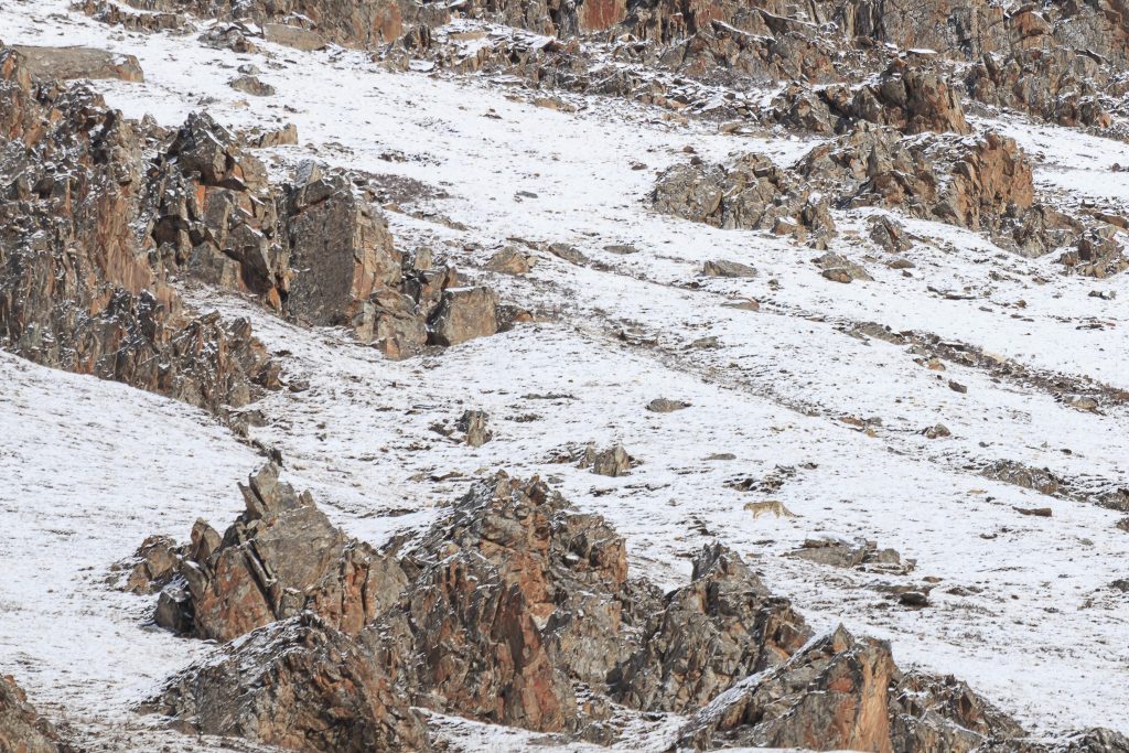 Un leopardo delle nevi perfettamente camuffato tra le rocce dell’altopiano del Tibet