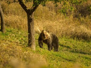 orso marsicano