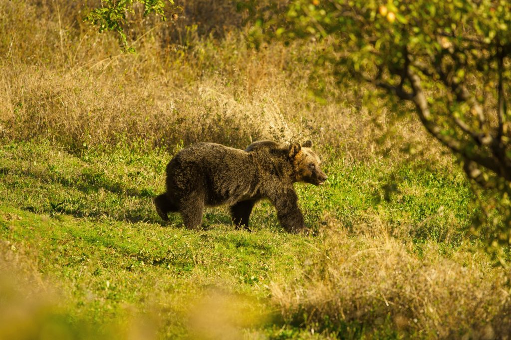 Un orso bruno marsicano, sottospecie endemica dell’Appennino centrale