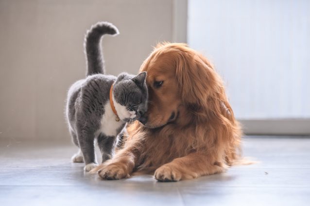 cane gatto