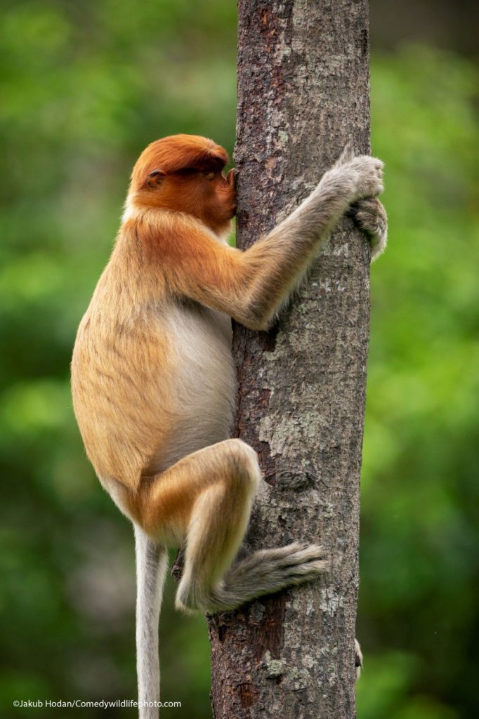 © Jakub Hodan/Comedy Wildlife Photography Awards 2021