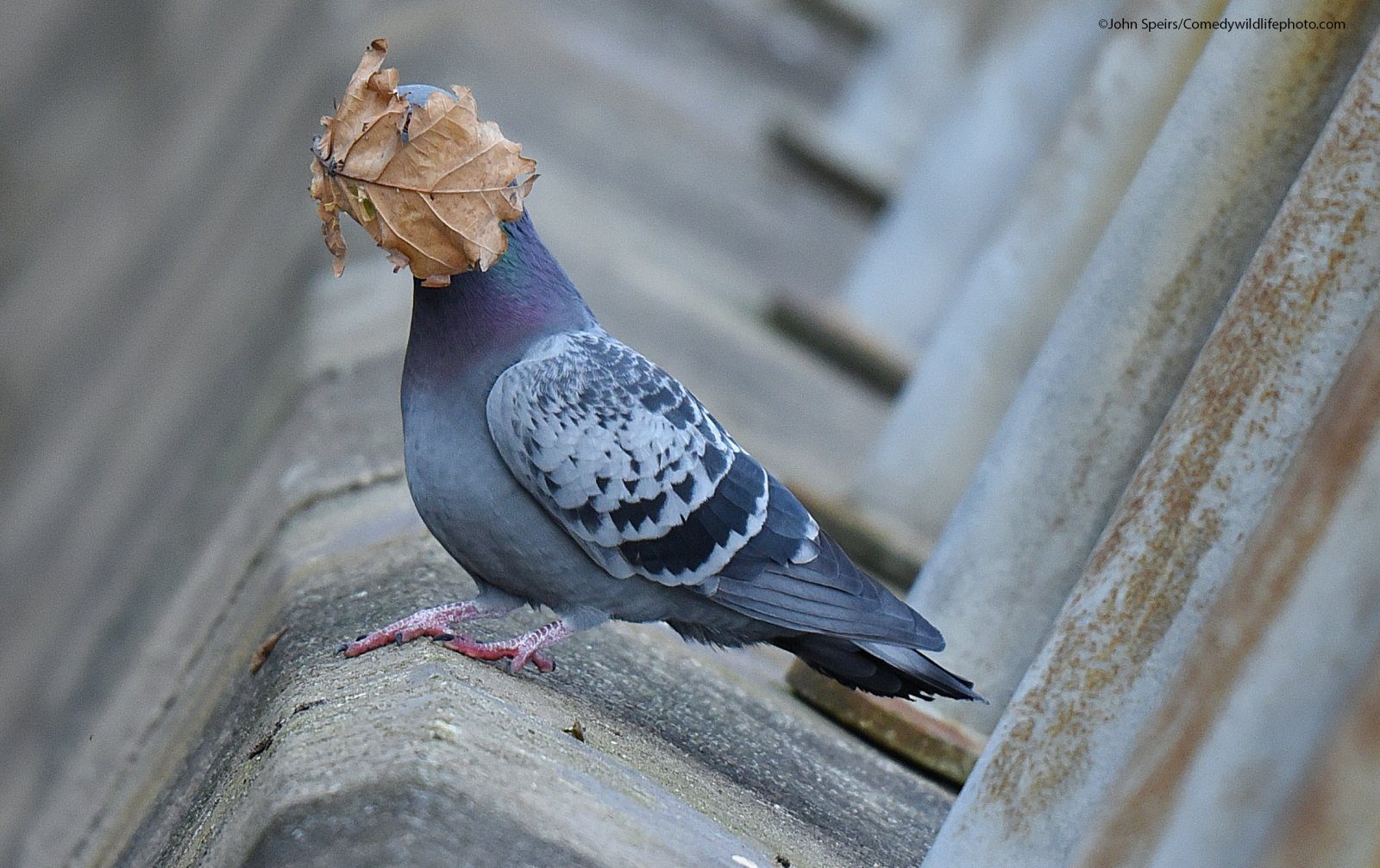 Comedy Wildlife Photography Awards: ecco le foto vincitrici con gli ...