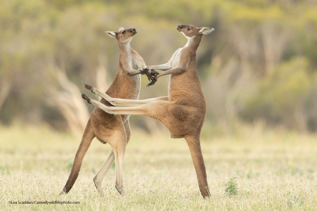 © Lea Scaddan/Comedy Wildlife Photography Awards 2021