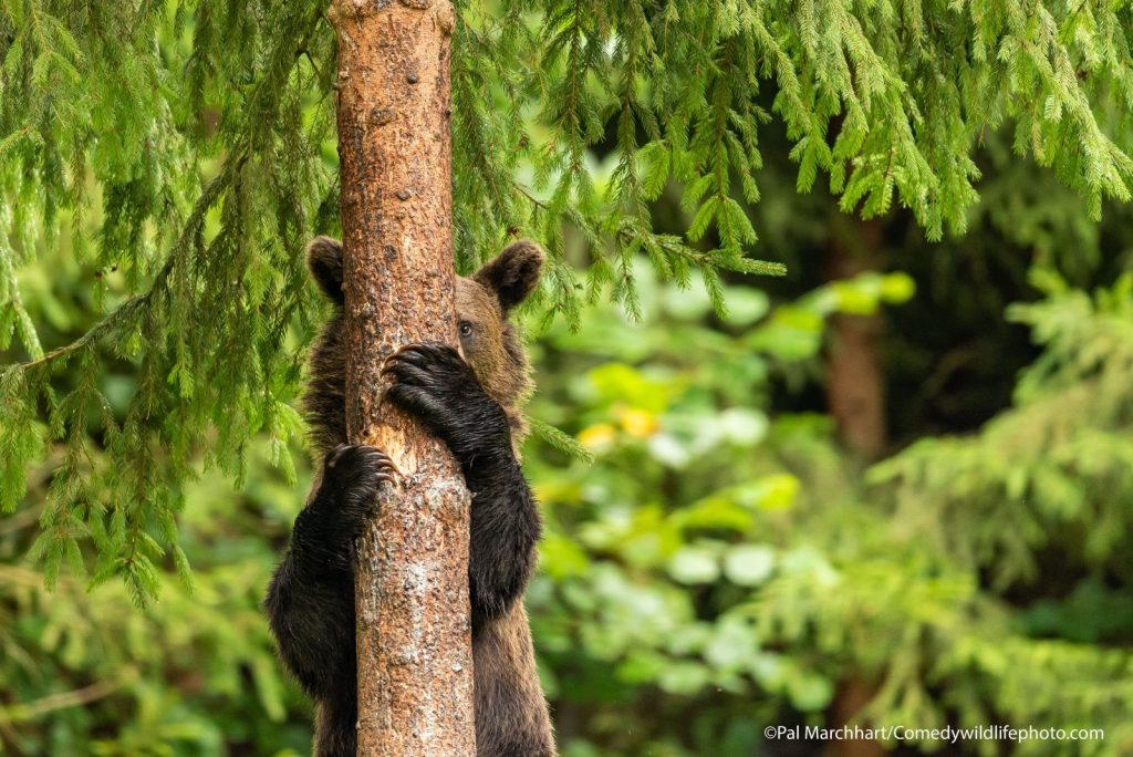 © Pal Marchhart/Comedy Wildlife Photography Awards 2021