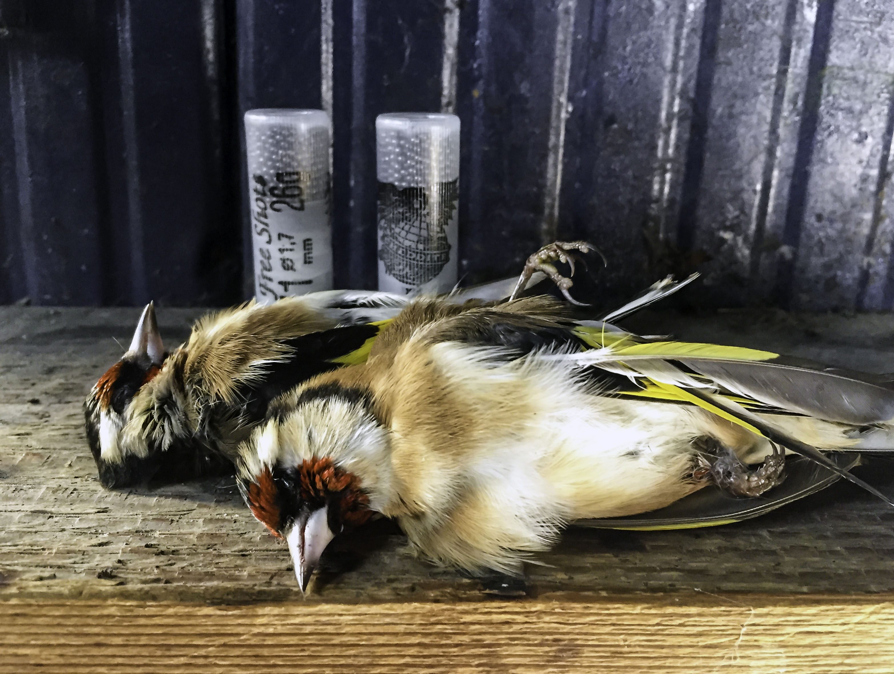 Uccelli uccisi dai bracconieri (credits:@WWF)