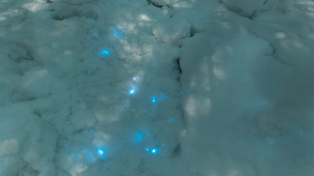 La neve si illumina sotto i piedi dei ricercatori. Foto di Alexander Semenov, White Sea Biological Station