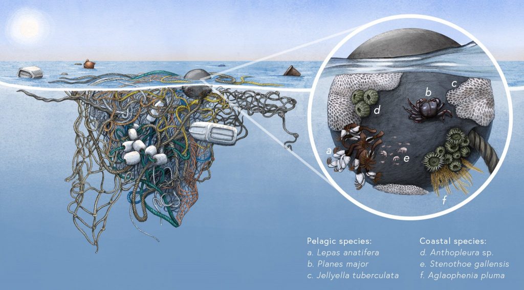 Le nuove comunità neopelagiche che si stanno formando sui rifiuti galleggianti. Illustrazione di Alex Boersma. Haram et al., 2021