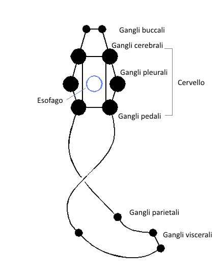 Schema semplificato del sistema nervoso gangliare
