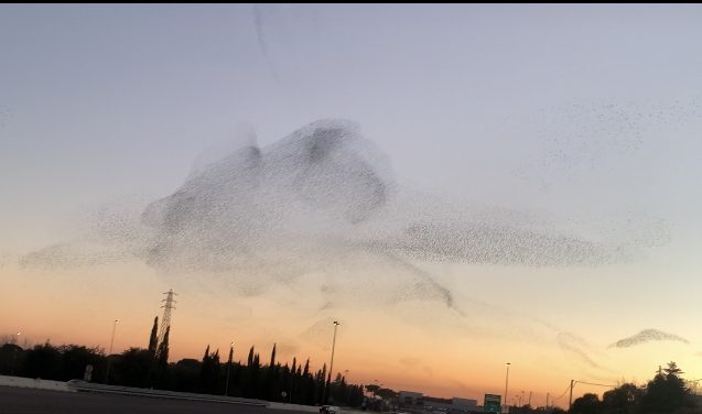 volo storni