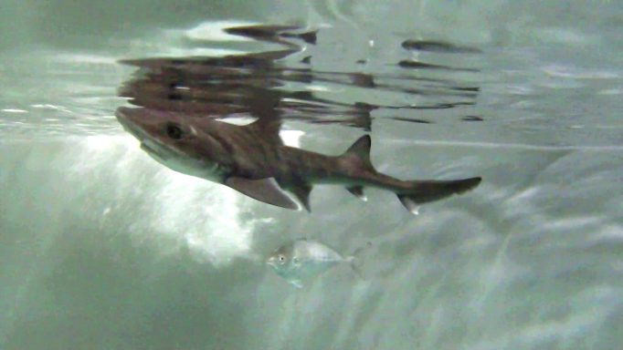 squalo palombo partenogenesi