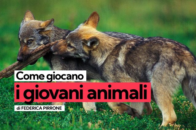 Come giocano i giovani animali