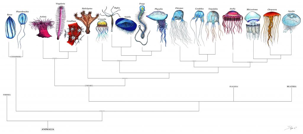 Albero filogenetico che mostra le probabili parentele tra i ari gruppi di celenterati.