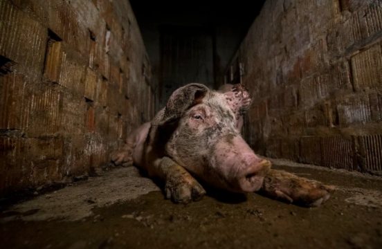 Un’immagine da un’indagine sotto copertura di Essere Animali (credits@EssereAnimali)