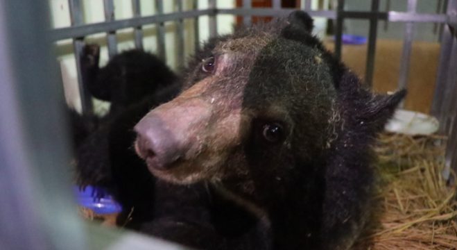 Un orso ospitato in uno dei santuari di Animlas Asia (credits:@AnimalsAsia)