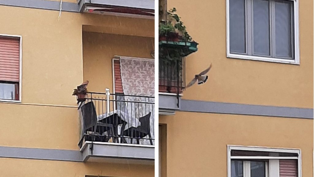 Le foto inviateci dal nostro lettore