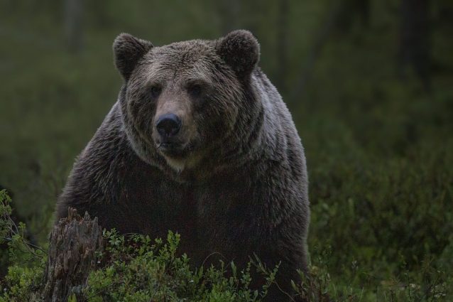 Orso