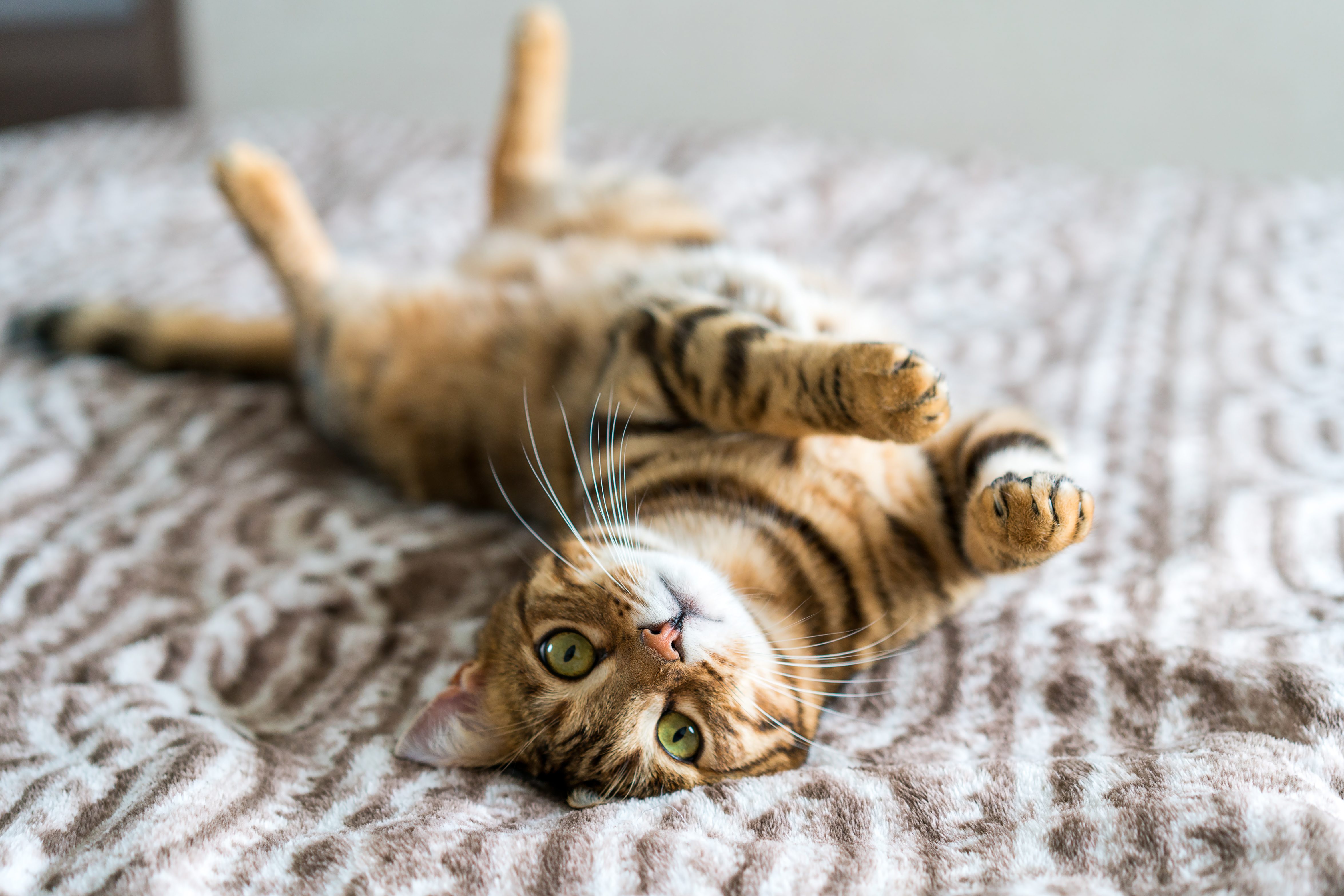 gatti nomi