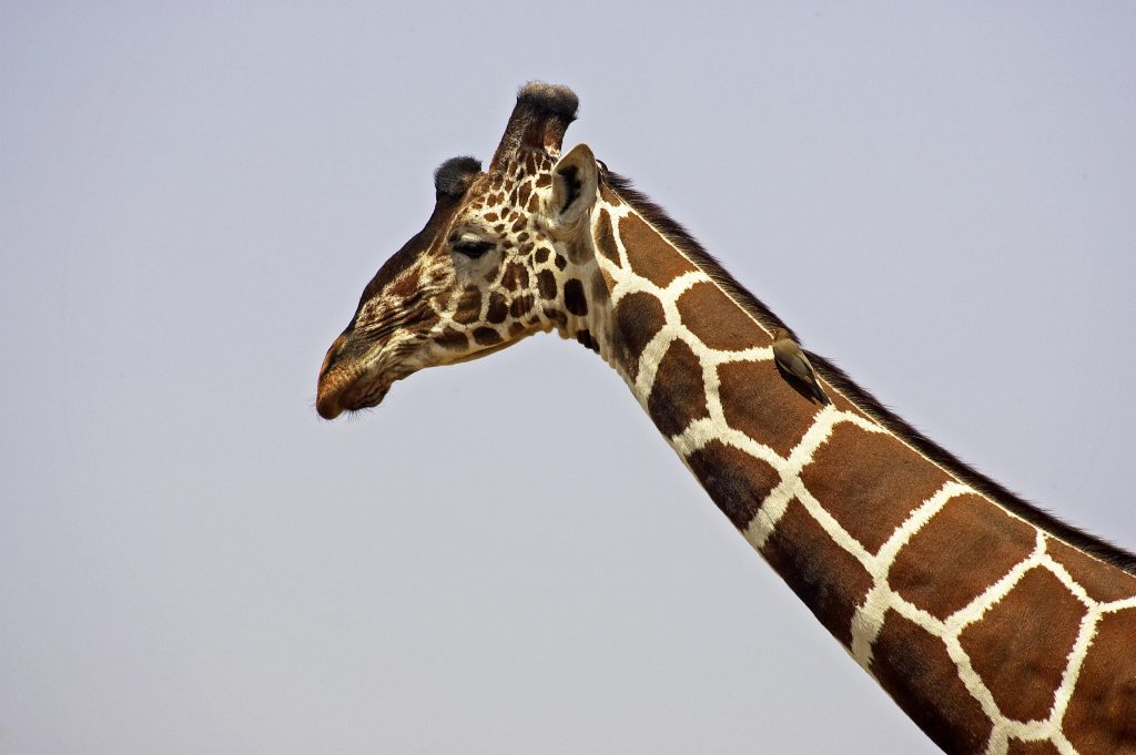 Una giraffa reticolata fotografata in Kenya