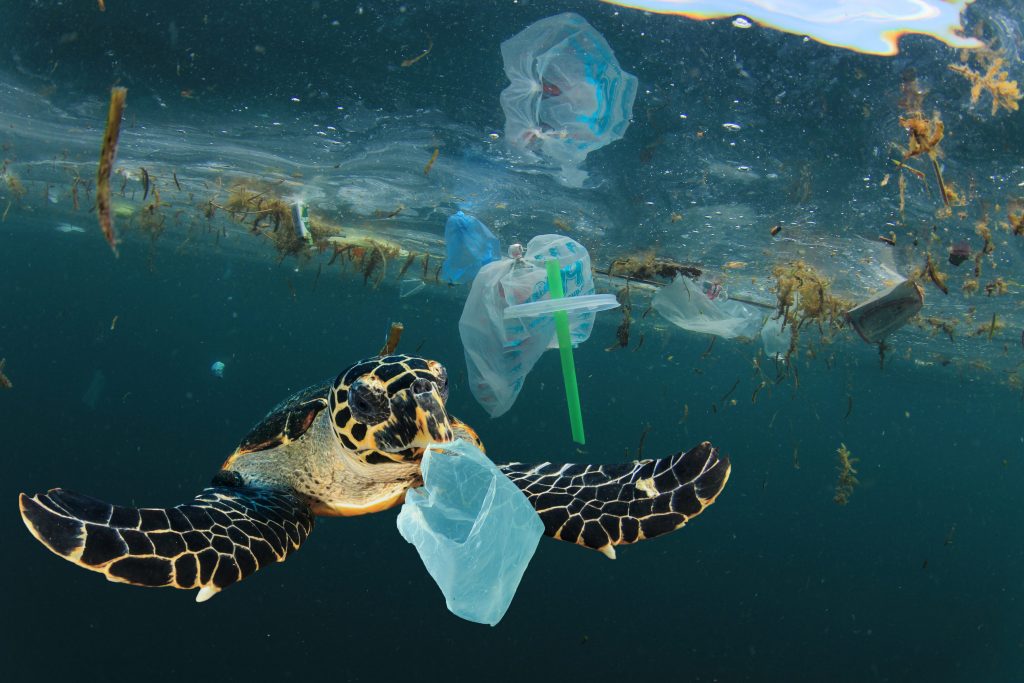 Non sappiamo quali conseguenze avranno sugli ecosistemi e sulla biodiversità queste nuove comunità neopelagiche