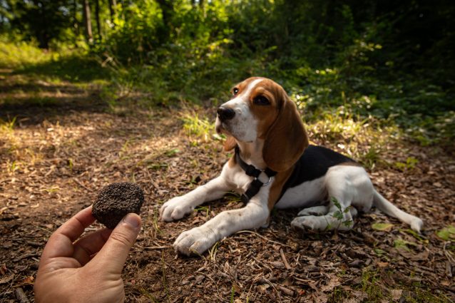 cane tartufo