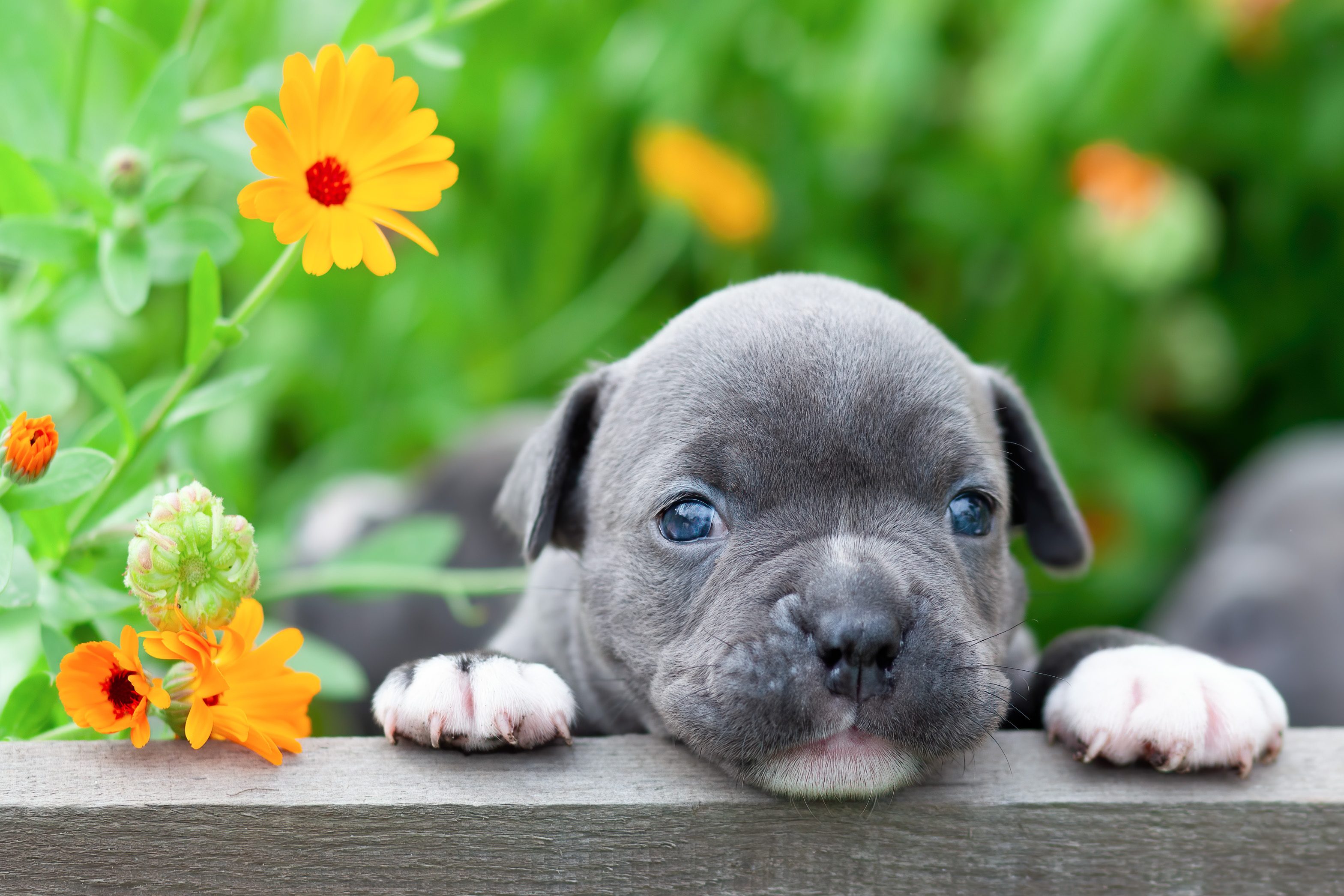 American Bully