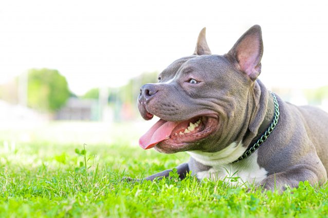 American Bully