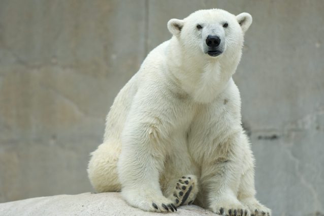 polar bear