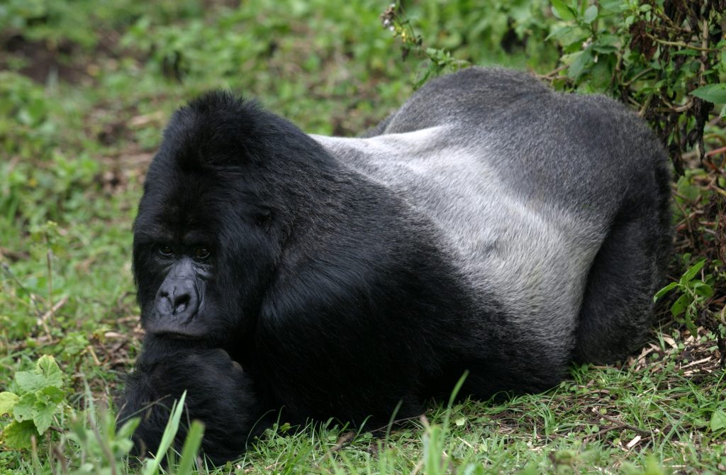 Un grosso maschio silverback di gorilla orientale.