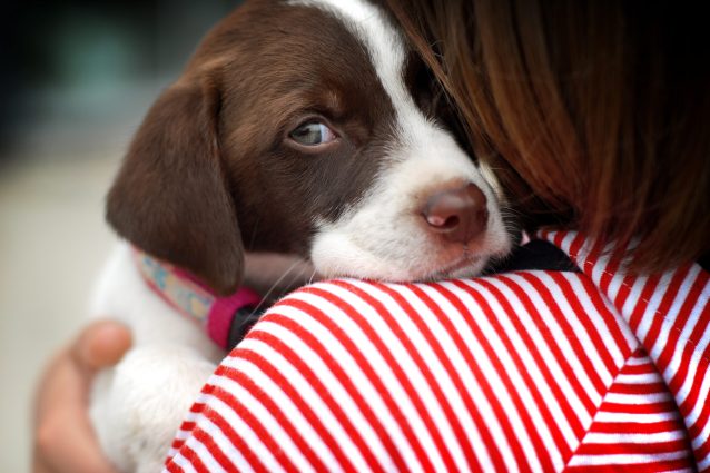 cane donne vittima violenza