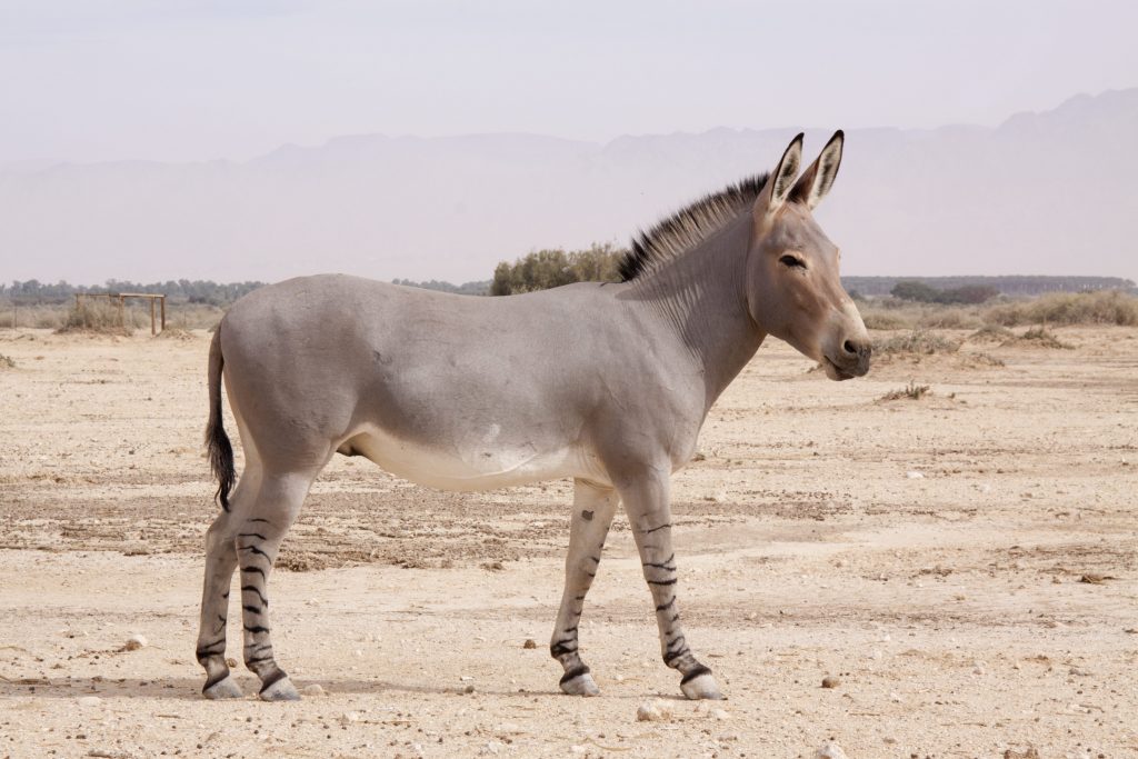 Uno degli ultimi asini africani selvatici