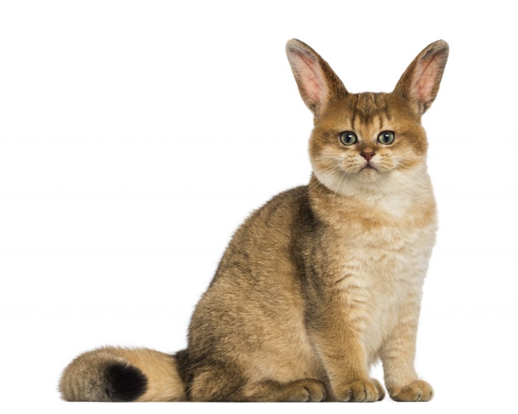 Un immaginario ibrido conigliogatto