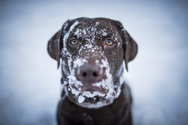 cane freddo