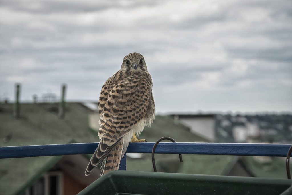 Un giovane gheppio sul davanzale di una terrazza