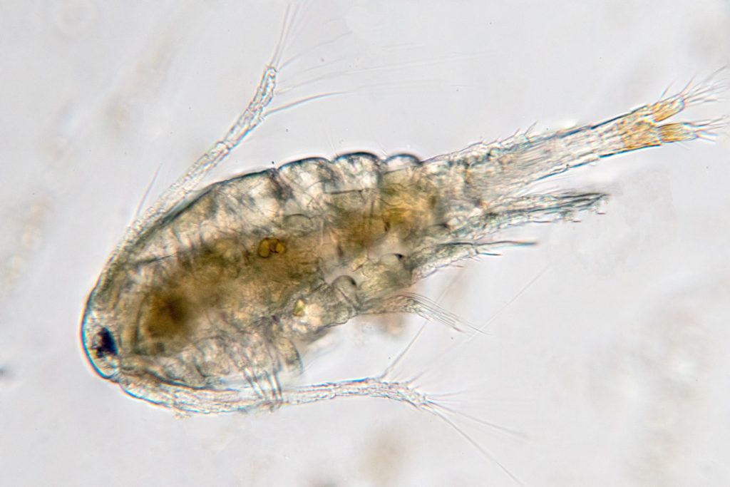 Un minuscolo copepode fotografato al microscopio
