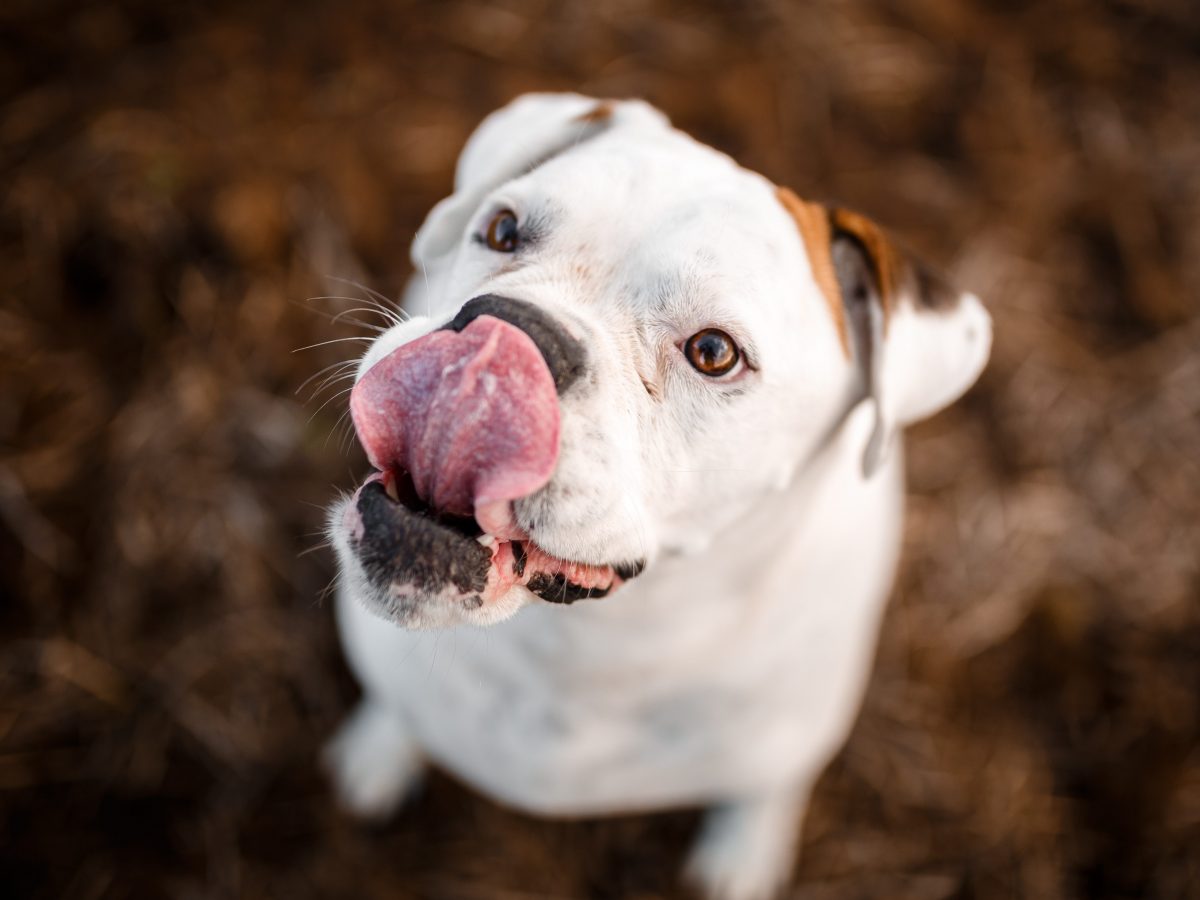 Perché il cane mi lecca le gambe?