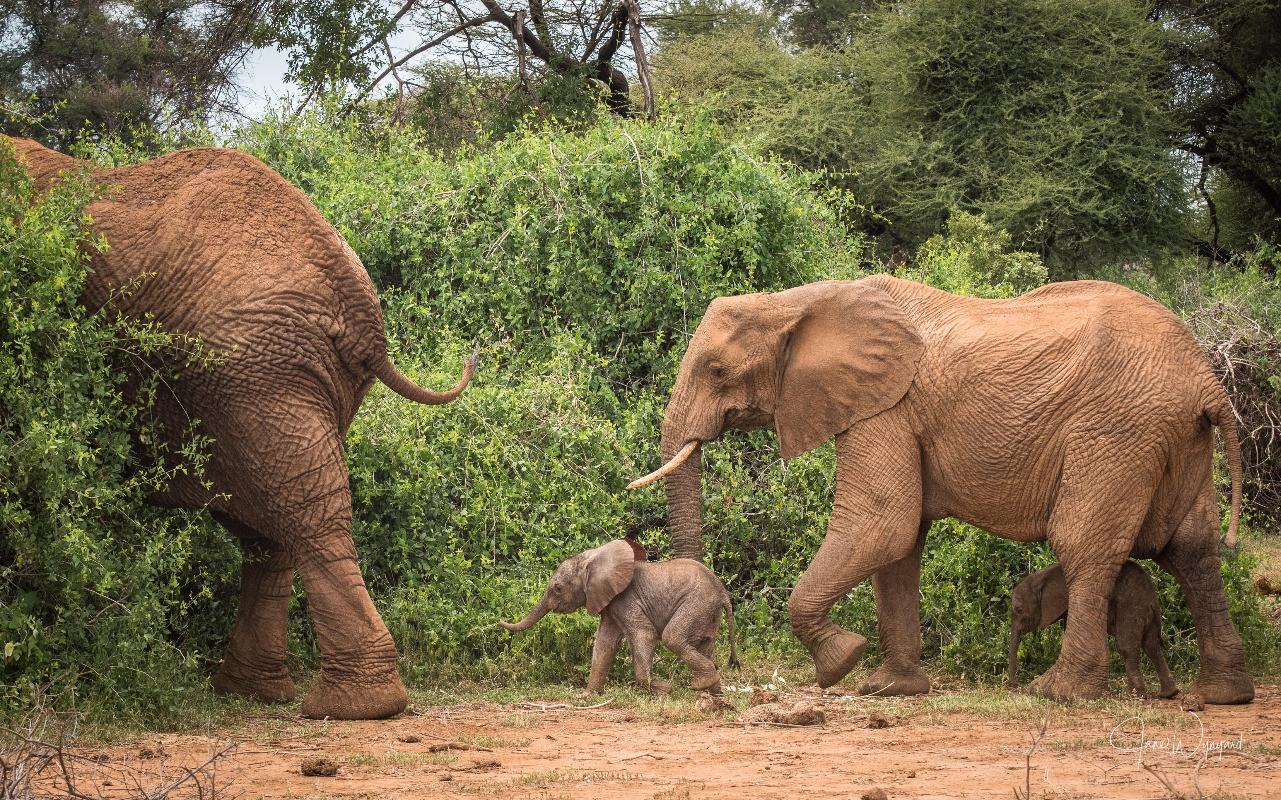 Bora con i suoi gemelli nella riserva nazionale di Samburu, Kenya settentrionale. (credits:@Jane Wynyard/ Save the Elephants)