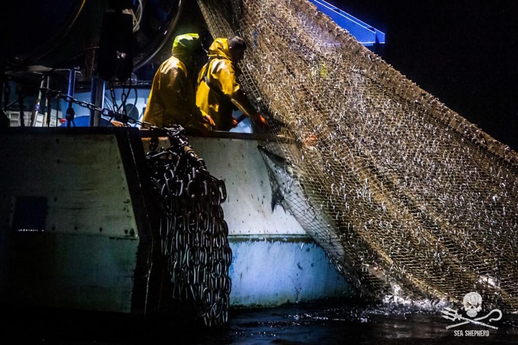 La pesca di spigole e naselli nelle acque della Francia occidentale porta alla morte di quasi 10 mila delfini ogni anno, che rimangono impigliati nelle reti dei pescherecci (credits:SeaShepherd)