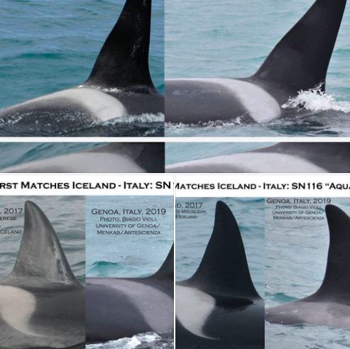 Foto identificative delle orche nel rapporto realizzato da Orca Guardians Iceland (credits: @OrcaGuardiansIceland)